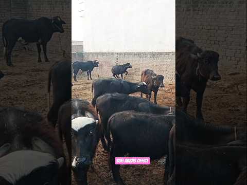 The best katta farming business idea dairy farming village of Pakistan #baffalo #shortsfeed