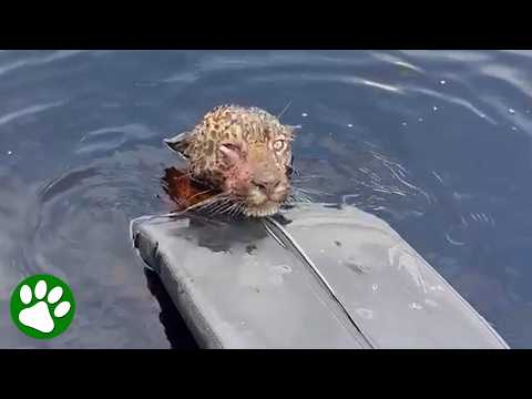 Injured jaguar swims up to boat and asks for help