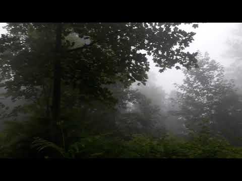 Jungle Dalkhani🌳🌲😍