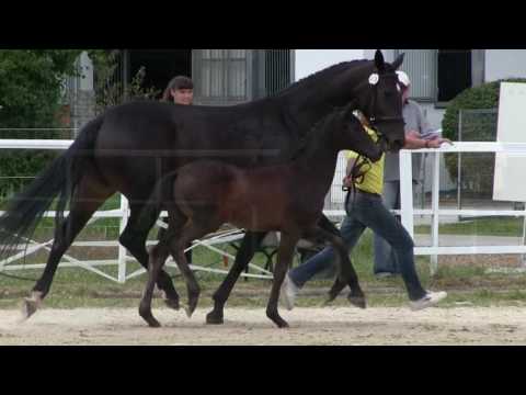 Mona Lisa, SF *02.04.2017 von Morricone – Diamond Hit – Davignon I