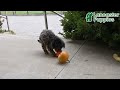 Mini Bernedoodle dogs for sale: Daisy - Video 1