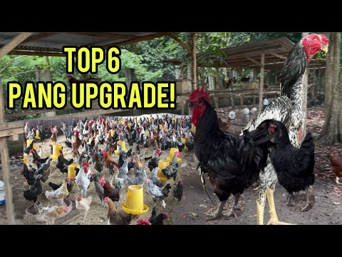 TOP 6 BREED KO NA PANG UPGRADE SA NATIVE MO!