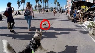 Venice Beach DOGS: Male Husky Meets Female Husky AND Optimus Prime!