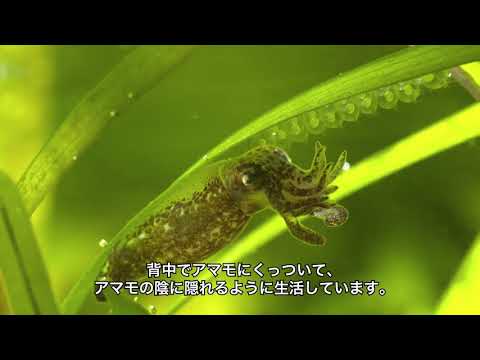 Nuvola アプリ gaim.png