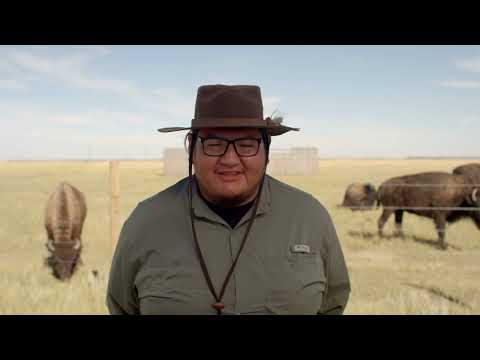 Sacred Science - Blood Tribe Buffalo Restoration Project
