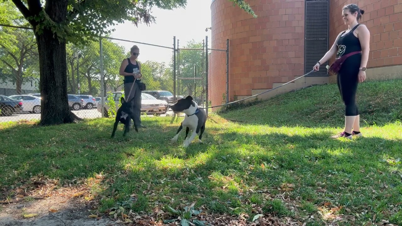 Dashing's Leash Test