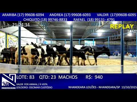 LEILÃO NHANDEARA LEILÕES - 13/10/2025 - NHANDEARA/SP - AO VIVO  HOJE BOI@ GADO