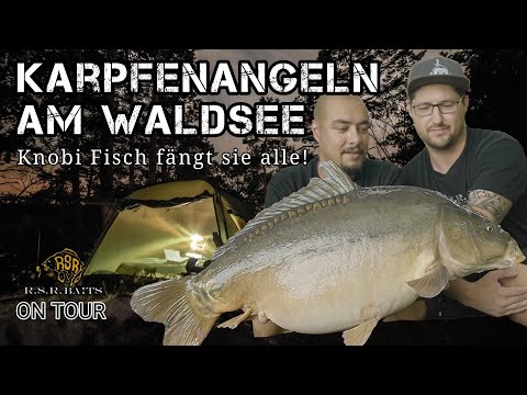 Karpfenangeln am Waldsee  | Sommer, Wald und dicke Karpfen am Natursee mit Boilies und Partikel
