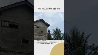 Download lagu Ramai Walet, Member Tambah Gedung dengan Cara Disambung - Testimoni dari Calabai, Dompu, NTB mp3 Download lagu Ramai Walet, Member Tambah Gedung dengan Cara Disambung - Testimoni dari Calabai, Dompu, NTB mp3