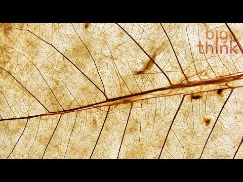 Mal di schiena in pancreatica Articolazioni gonfie in giovenche