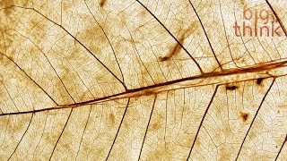 E.O. Wilson: Synthetic Biology Will Radically Change the World