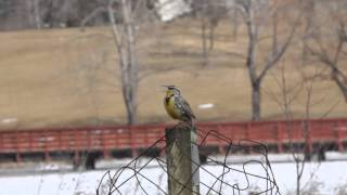 Western Meadowlark