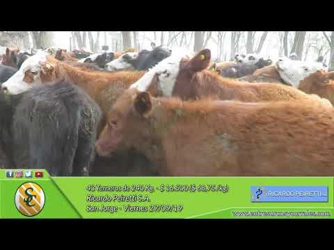 27-09-19 - Venta de Machos - Ricardo Peiretti S.A. - San Jorge