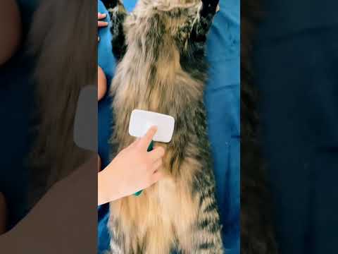 Big Siberian cat after shower relaxing 😻Сибирский кот Лёва отдыхает после душа😻