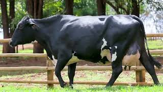 LOTE 16 - PAPINHA BATUQUE VALINHOS (4540-CA)