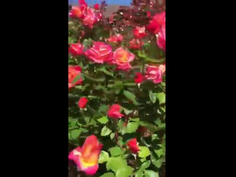 Beautiful landscaping of Best Western Plus Placerville Inn