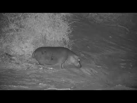 Djuma: Two Hippos returning to the dam from feeding - 20:33 - 09/24/20
