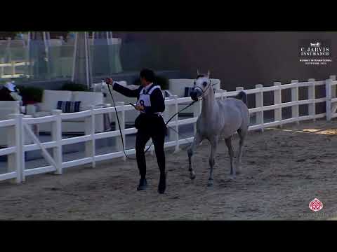 N 8 M  SAHABA   Kuwait International Egyptian Event 2023   Yearling Fillies Class 1A