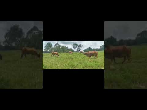 SINDI CANTA GALO #gado #pecuarista #fazenda #agro ##nelore #touro #cavalos #sindi#sitio#vacas#boi