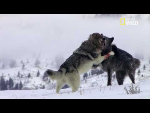 Ja si luftojn dy ujq te zemruar!