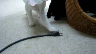 Punching cat Milk and Cocoa