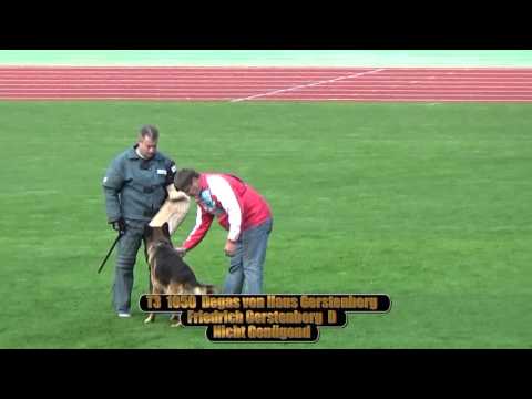 2015 SV BSZS Nuremberg part 17 TSB-Überprüfung Rüden (GHKR)  T2-T3