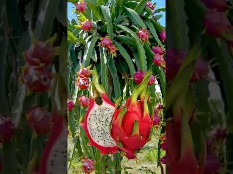 #short #fruit #morena #pitaya #shortviral