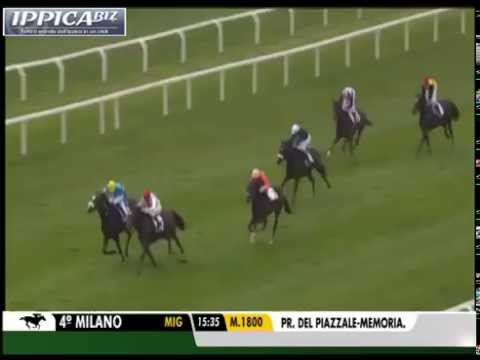 FELICIAN (Motivator-Felicity by Inchinor)