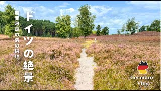 【 ドイツ暮らし 🇩🇪】期間限定の紫の絨毯。ドイツの夏を彩る「ヒース（ハイデ）の丘」へ、日帰り親子ハイキング。