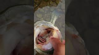 平瀬彪 撮影  ビックバスが食べていたのは