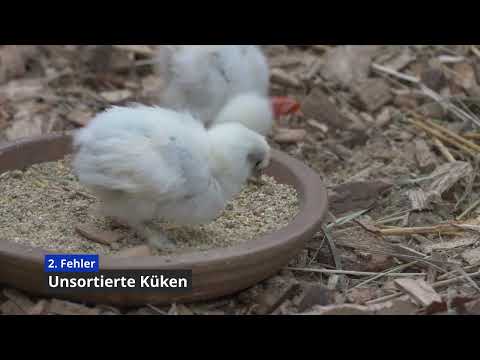 Mach nicht diese 8 Fehler wenn du ein Huhn kaufst!