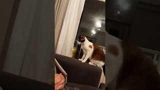 animales gato asustado