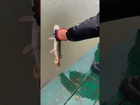 Риболовна рукавичка Select Pike-II 