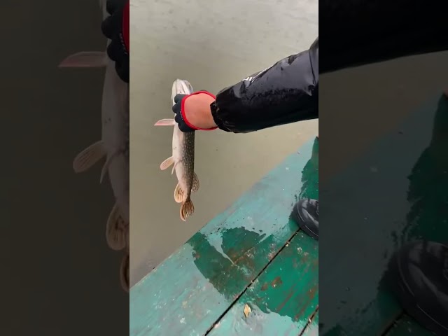 Рукавичка Select Pike-II ліва L Відео