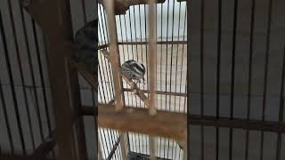 Download lagu Pelatuk Beras Jantan Gacor #shorts mp3