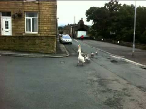 Swans on the march in Silsden