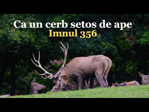 Ca un cerb setos de ape