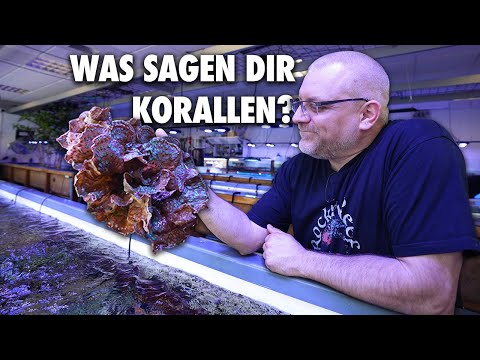 Indikatorkorallen - Wasserwerte durch KORALLEN erkennen? - Fauna Marin