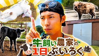 "むぎゅもぎゅ"牛飼いの日常【vlog-vol.1】