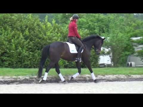 Jazz Rubin-Licotus mare * 2011 for sale