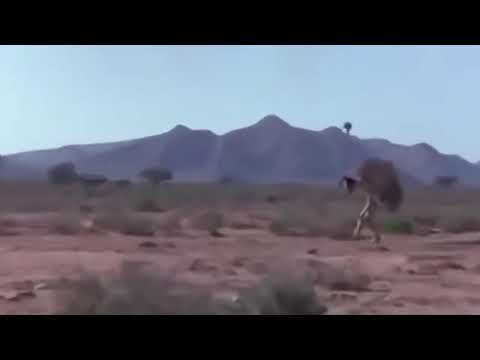 Lucu kocak pencuri telur burung