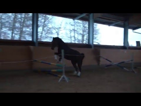 Caesar geb. 17.06.2011 v. Canoso/Weltmeyer zu verkaufen