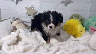ハーフ犬の動画01