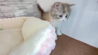 スコティッシュストレートの動画01