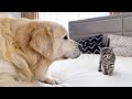 Golden Retriever Meets New Tiny Kitten for the First Time!
