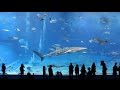 Spain. España. Испания Barcelona Aquarium 