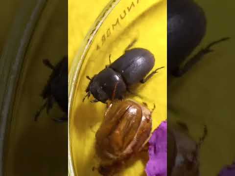 June Chafers, Dorcus, Anoxia, Amphimallon, Want to Escape. Kyiv, Ukraine. 19.06.2022.