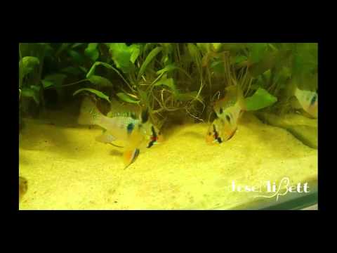 JoseMiBett Prueba ramirezis