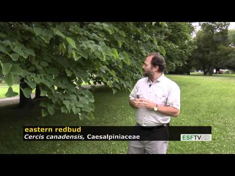 Trees with Don Leopold - eastern redbud