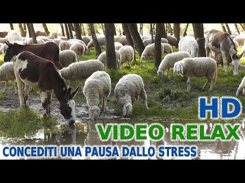 VIDEO RELAX: Gregge al pascolo sull'argine del fiume Brenta - San. Croce Bigolina - Cittadella (PD)